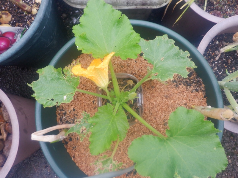 うさ Twitterissa 5 13 虫食いプラ鉢ズッキーニの虫食いだらけの下葉を取って支柱を4本立てました ズッキーニの花の天ぷらは食べたことがありません 家庭菜園 T Co Uzpxzsiz14 Twitter