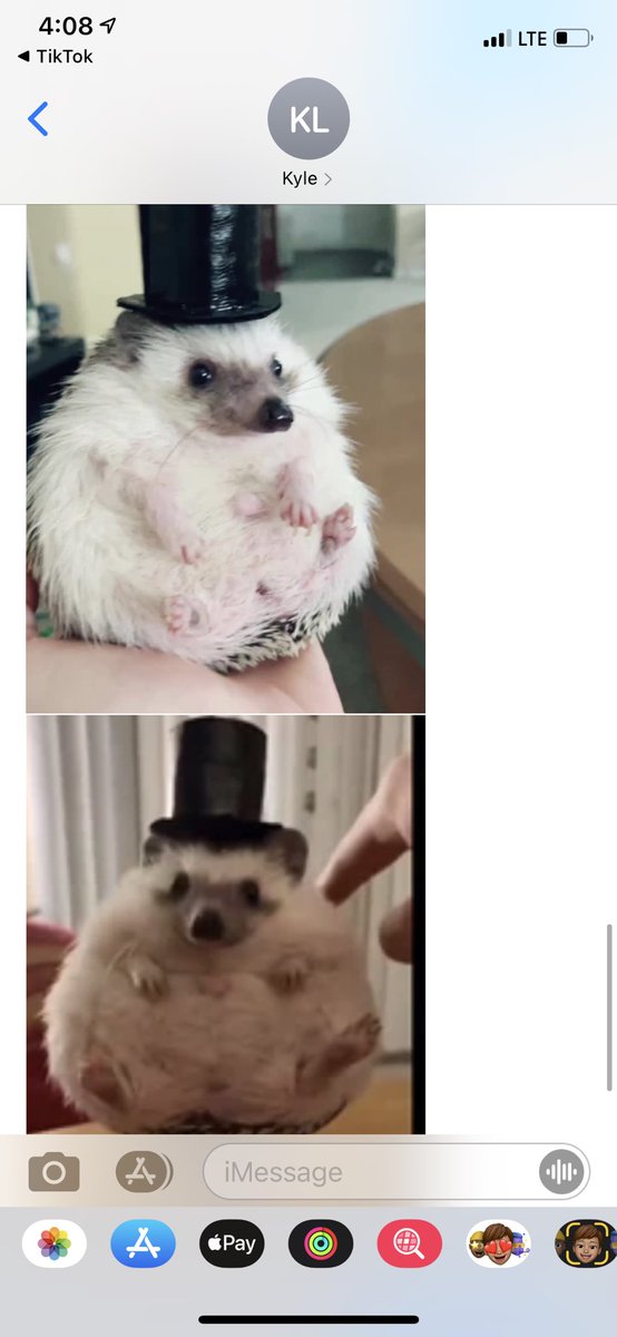 moll_sack's tweet photo. Whenever I’m stressed Kyle sends me pictures of this hedgehog in a top hat https://t.co/E62ETOiN9G