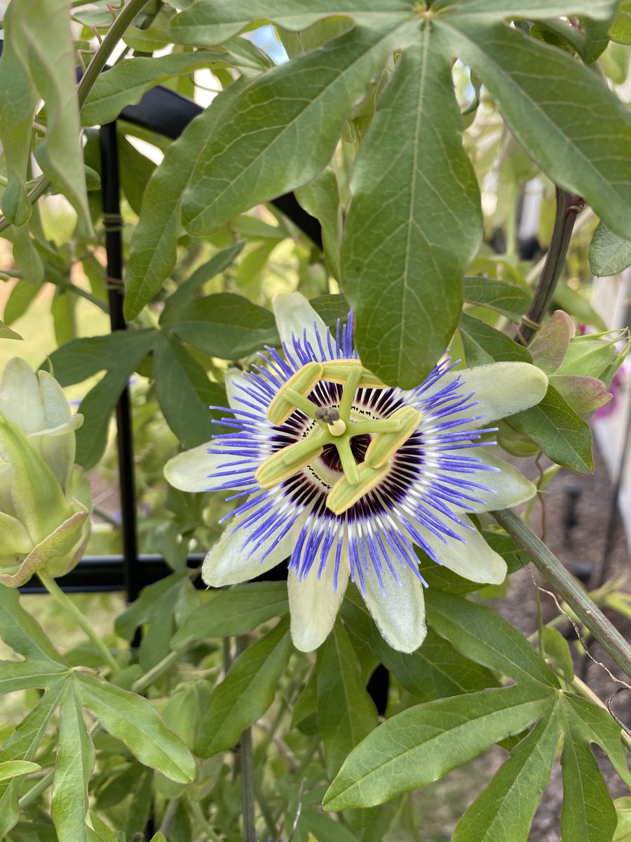 My passionflower started blooming 💜💛