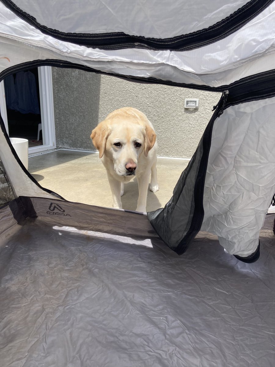 palaeobeth's tweet photo. Good news: I found my tent.
Bad news: my Labrador has also found my tent. Guess I can’t go to Kenya now? #fieldworkprobs https://t.co/12LFZZweiy