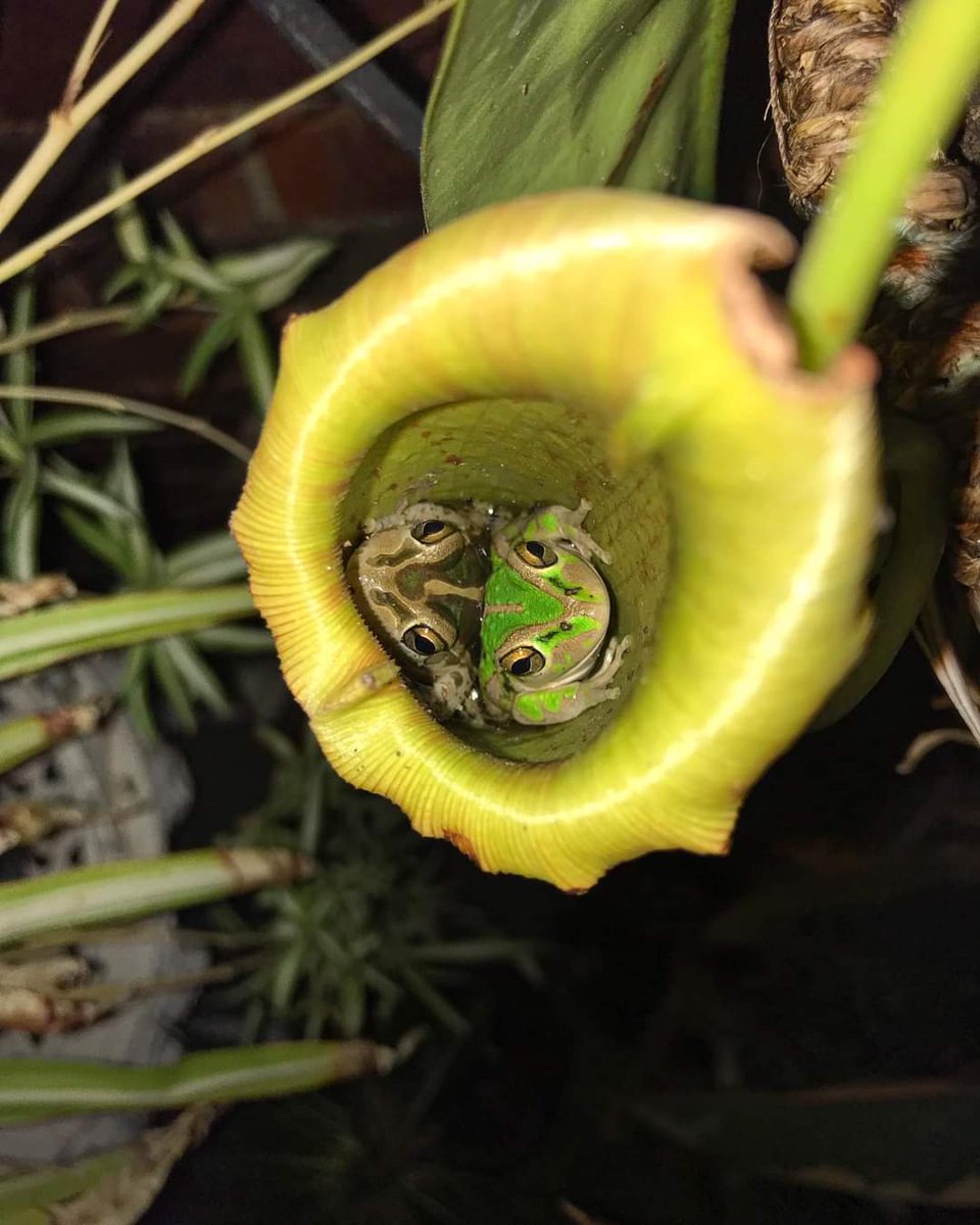 Frogy_97532's tweet photo. #frogs #frogtweet #frogtwt https://t.co/aNraoztKFg