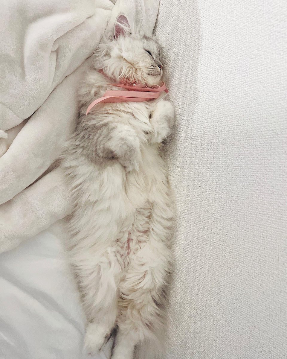 Lilly_raga's tweet photo. おやすみにゃあ

#猫 https://t.co/hyzzFgBIwj