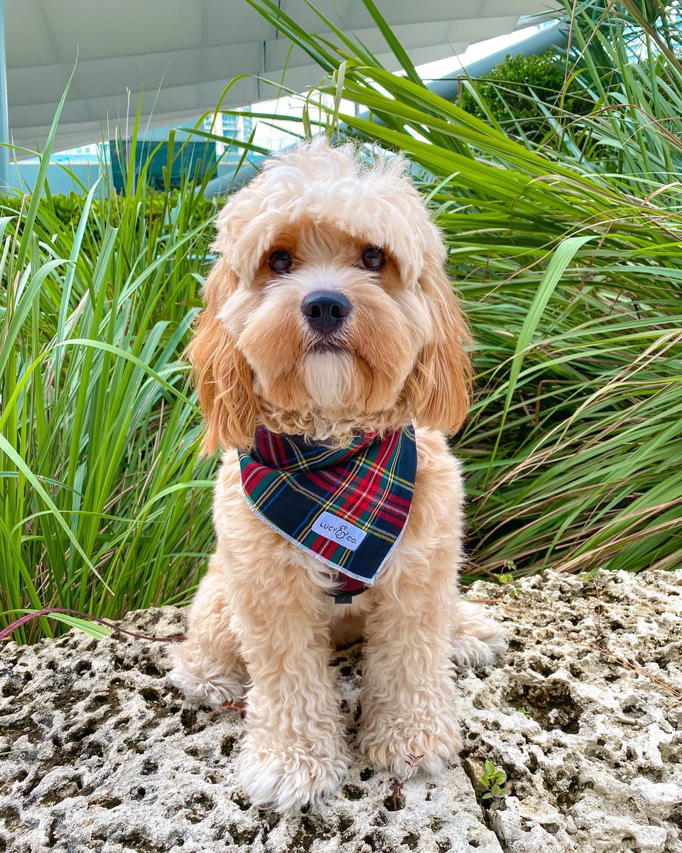 BrickellCityCtr's tweet photo. It's always a good day when our #PetsofBCC show up on your feed.

📸:  thecavapoocharles via IG https://t.co/3onY0gdsvv