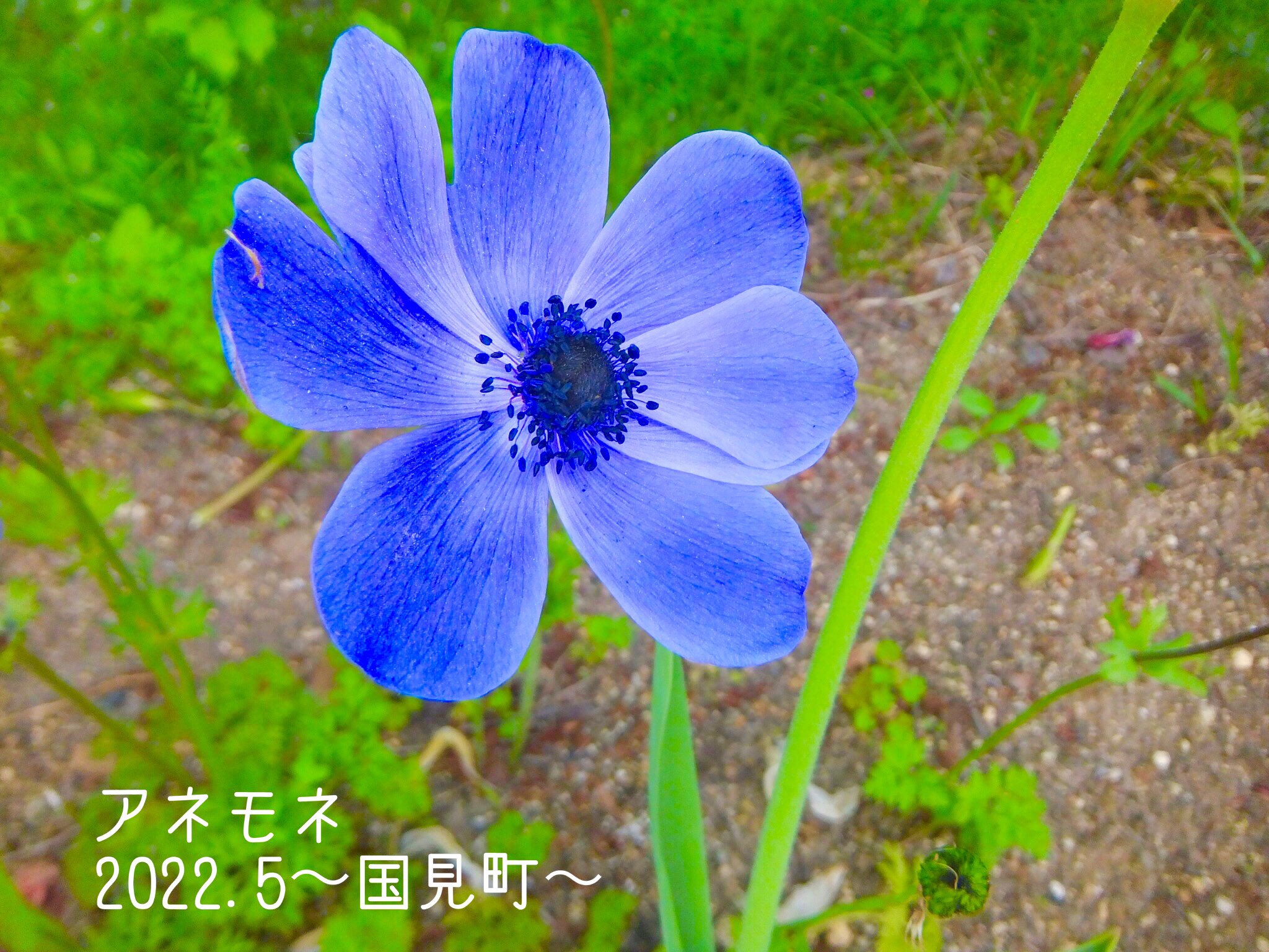 佐藤幹子 幹ちゃん アネモネ の花言葉は あなたを愛します はかない恋 紫のアネモネの花言葉は あなたを信じて待つ という事を知りました 見慣れている花ですが あなたを信じて待つ 花言葉にキュンですね 検索情報より ꈍ ꈍ
