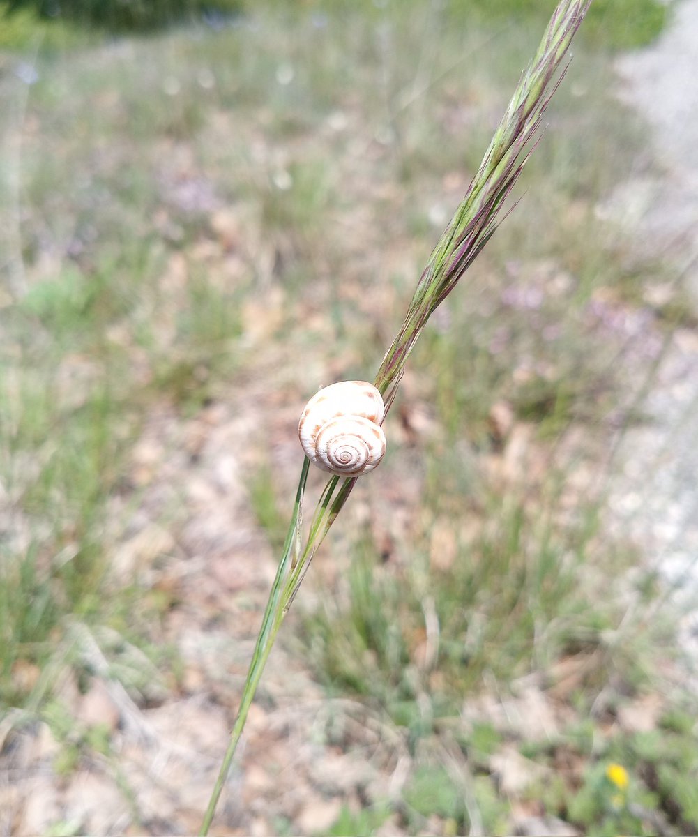 bio_miky's tweet photo. Wonderful Mediterranean flora and fauna today at #O3HP #AboveBelow22 @imbe_marseille @BESPlantSoilEco https://t.co/JSgD0oAOiw