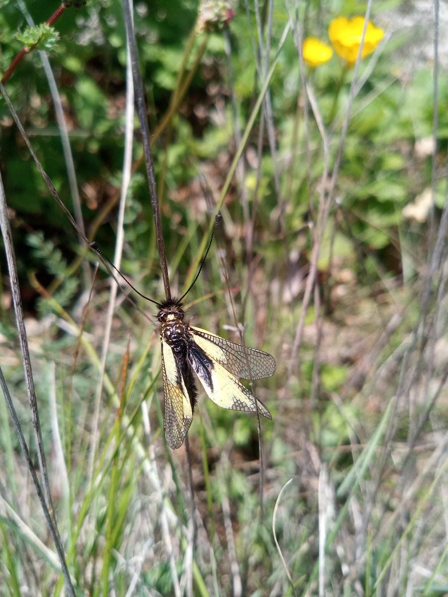 bio_miky's tweet photo. Wonderful Mediterranean flora and fauna today at #O3HP #AboveBelow22 @imbe_marseille @BESPlantSoilEco https://t.co/JSgD0oAOiw