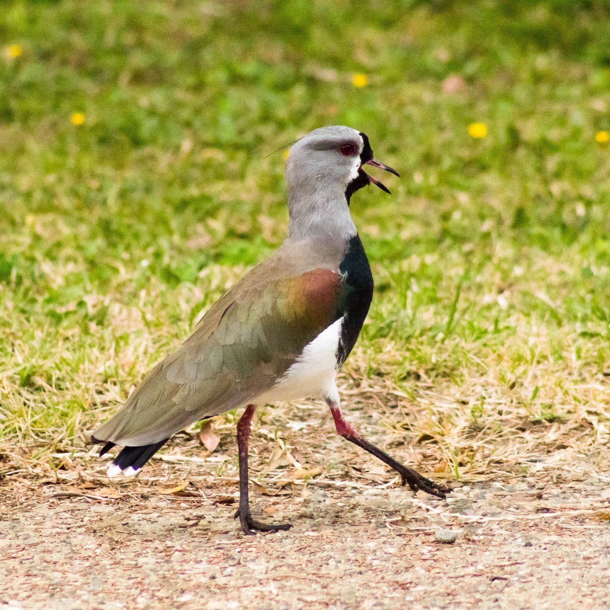 Malucheitor's tweet photo. ¿Ringo, Paul, George o John?
#pajareando #aves #aveschile #naturaleza #fauna #valdiviacl #losrios #fotos #foteando #canon #canonistas #birds #birding #birdwatching #birdsphotography #nature #reflectionphotography 

@inaturalist @Team_eBird @ROC_CL https://t.co/1zk58kiPN7