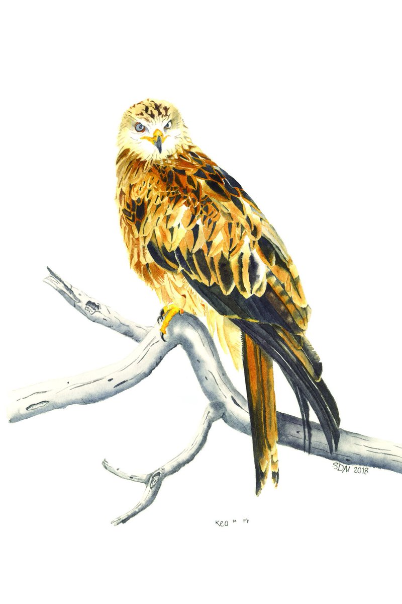 susandmcleod's tweet photo. Red Kite: watercolour. The colour has altered slightly in the editing.#birdart #redkite #birdofprey # wildlife #nature #TwitterNatureCommunity https://t.co/xnG9XBbsxX