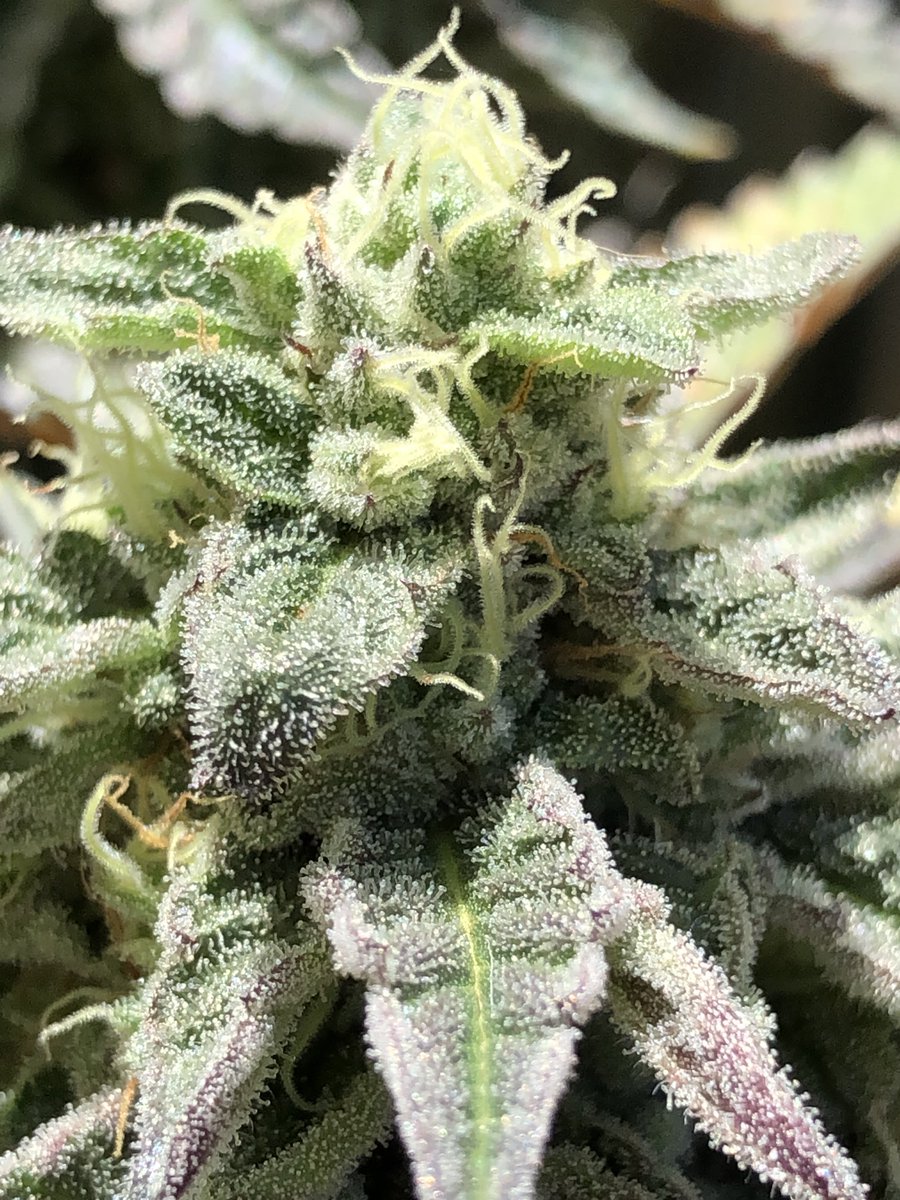 Frosty little stinker in a one gallon getting blasted by the sun. 🍏🍌❄️☀️