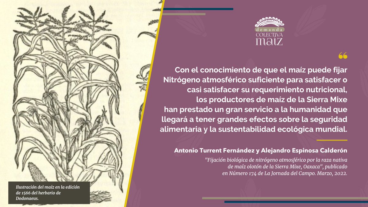 MxvsOGM's tweet photo. 🌽 El #maíz puede fijar Nitrógeno atmosférico suficiente para satisfacer su requerimiento nutricional, característica presente en el #teocintle, su ancestro inmediato.
#MaízVsMonsanto
Por Antonio Turrent y Alejandro Espinosa para @jornadadelcampo 👉🏾 https://t.co/3PK47RyEbx https://t.co/PoFNP9Fjxv