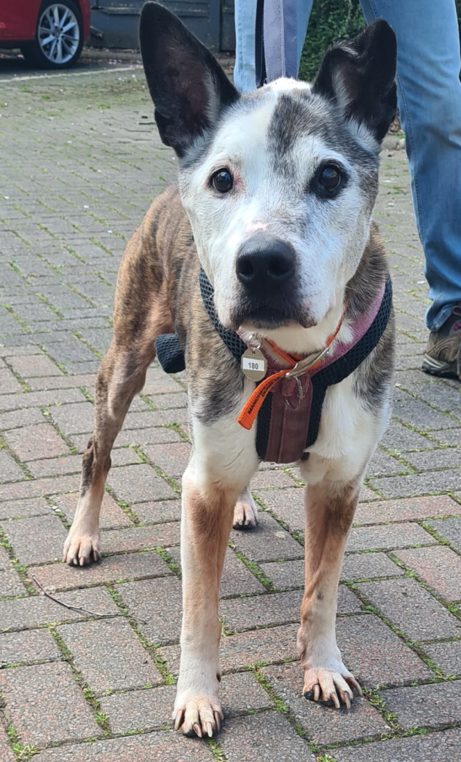 URGENT please retweet to help Wilfred find a home #MANCHESTER #UK 

AGED 15!! 
Wilfred is looking for a quiet retirement home with adults or older children. 
He enjoys a potter in the garden lots of sniffing and treats. 

DETAILS or APPLY👇
dogshome.net/wilfred-manche…
#dogs #pets #UK