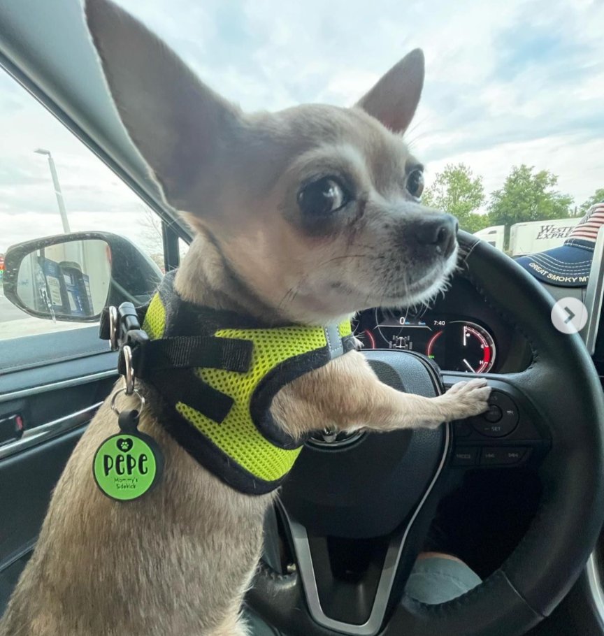 JustinAndComedy's tweet photo. #cutie #drivingdog #drivingdogs #helooksnervous #watchtheroad https://t.co/riLSimAcjo