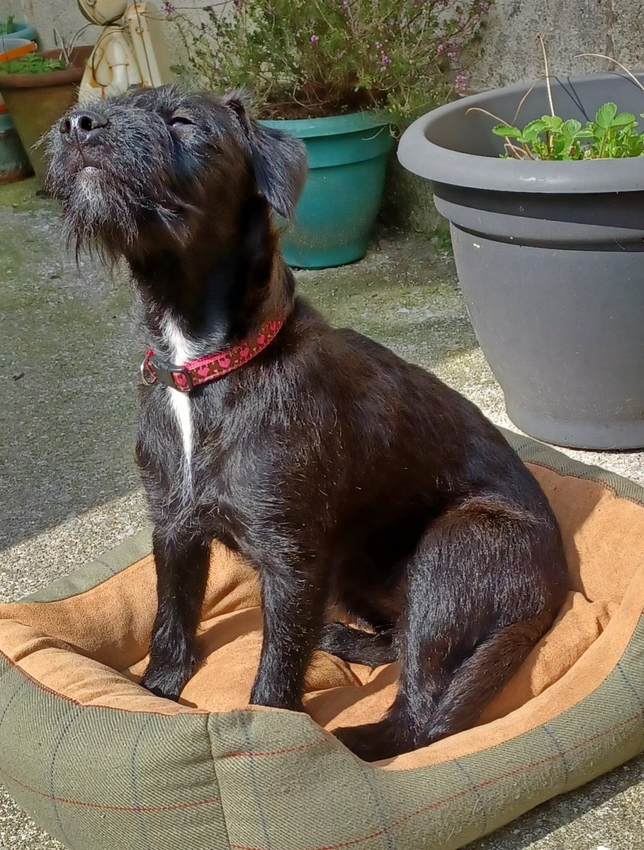 <a href="/PatTerriers/">Patterdale Terriers</a> Mavis 8 months