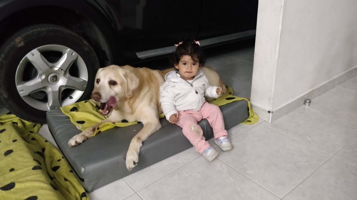 alexf320's tweet photo. @LeiMejia Nosotros tenemos dos perros y mi bb es feliz con ellos. Cuando ella llora ellos van a ver que le pasa. =) https://t.co/Cf2vHB8Dfs