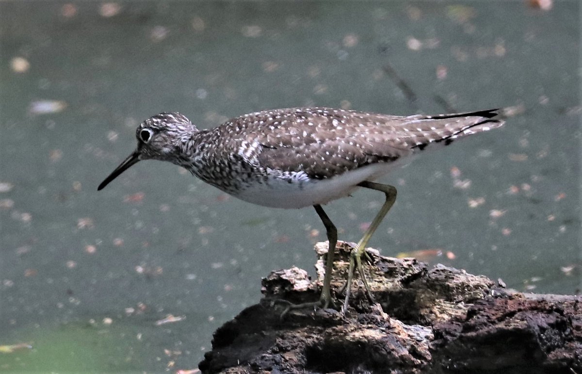 Bill Belford tweet media