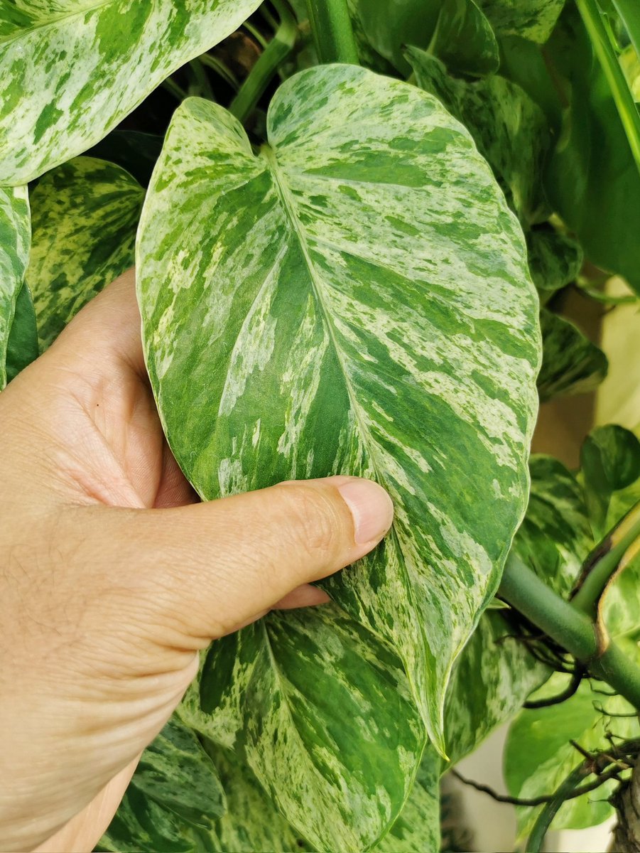 jjmiphoto's tweet photo. Las hojas de este marble queen ya son del tamaño de mi mano 😍 #pothos #aroids #araceas #marblequeen https://t.co/vwvtg9OsKZ