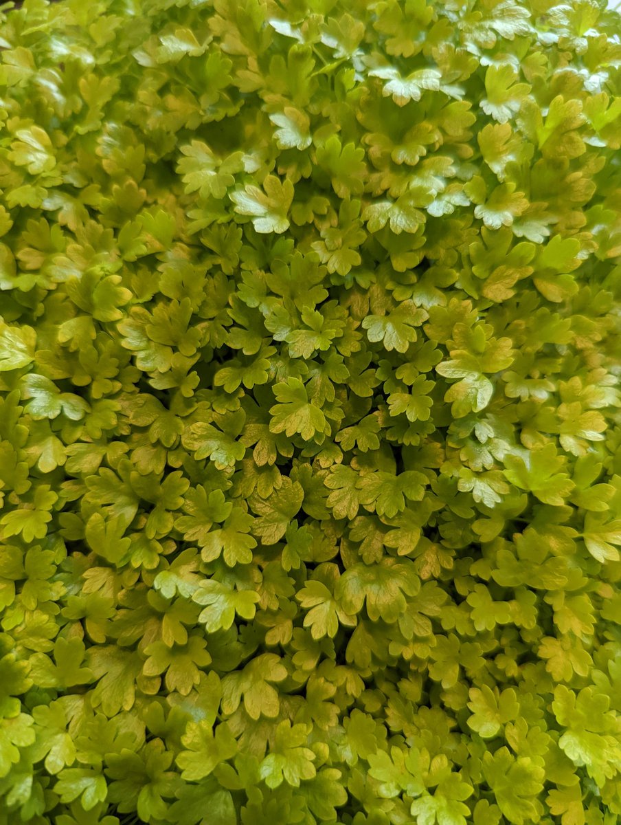 Farmoveryonder's tweet photo. #FarmersMarket time once again!
.
.
#microgreens #healthyfood #organic #vegan #urbanfarming #food #microgreen #superfood #microgreensfarm #healthy #foodie #vegetarian #healthylifestyle #nutrition #eatlocal #sprouts #urbanfarm #foodporn #salad #farmtotable #plantbased #Flowers https://t.co/AilGnEvCFD