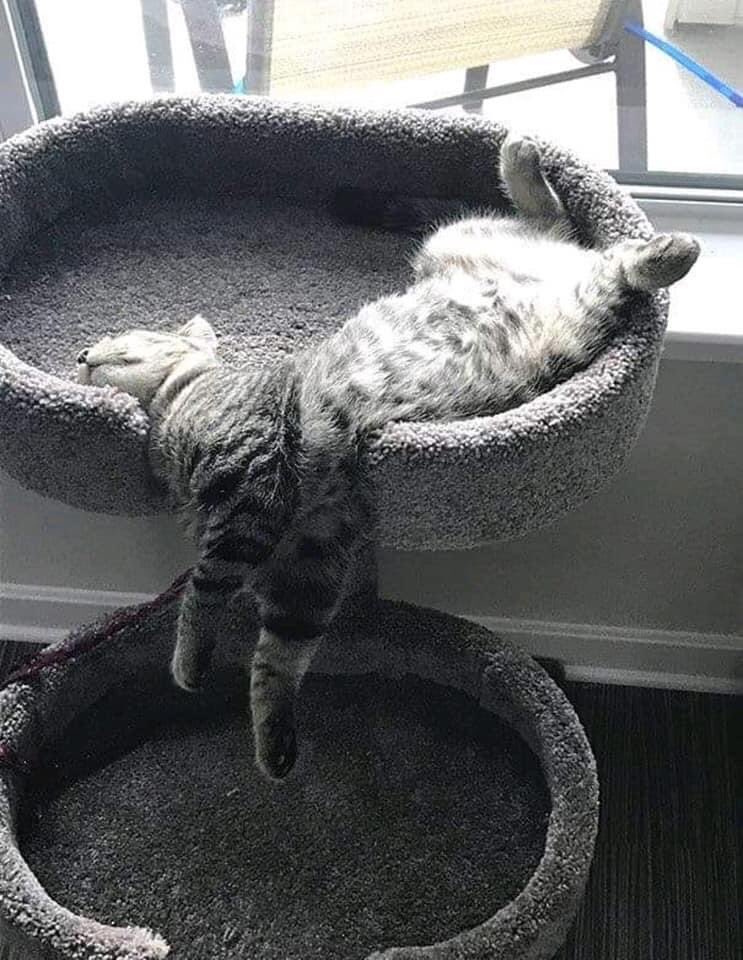 ThePhilosopurr's tweet photo. I’m not going to complain about the heat wave in may, nope, not gonna … cause I’ve already melted beyond words..
#SummerInSpring #BabyItsHotOutside #Cats https://t.co/nVe8M1z3y4