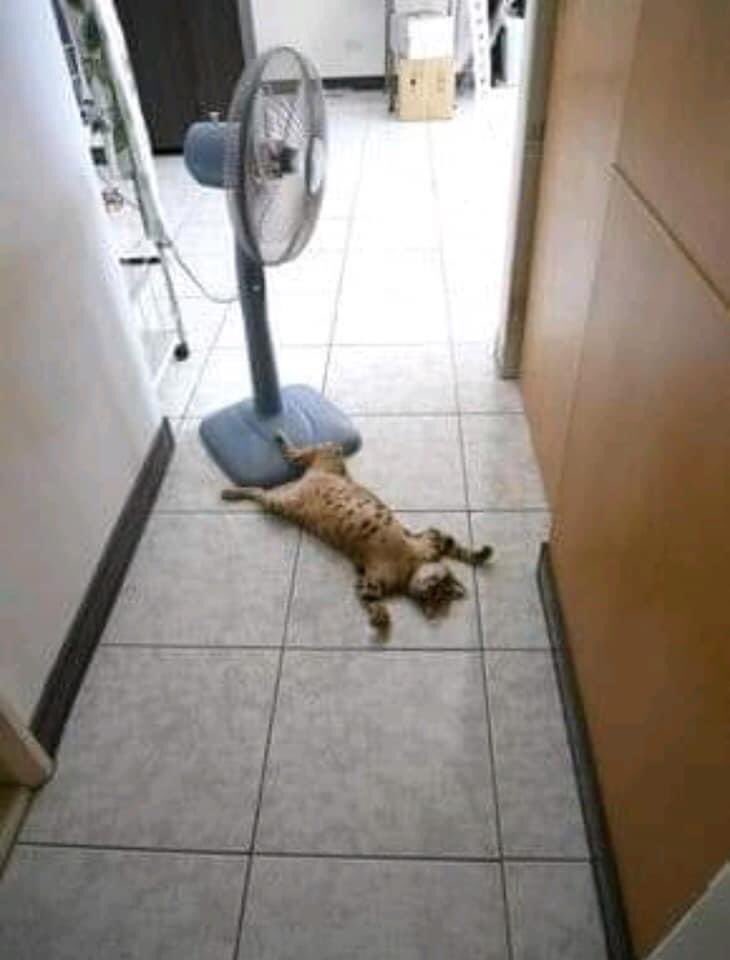 ThePhilosopurr's tweet photo. I’m not going to complain about the heat wave in may, nope, not gonna … cause I’ve already melted beyond words..
#SummerInSpring #BabyItsHotOutside #Cats https://t.co/nVe8M1z3y4