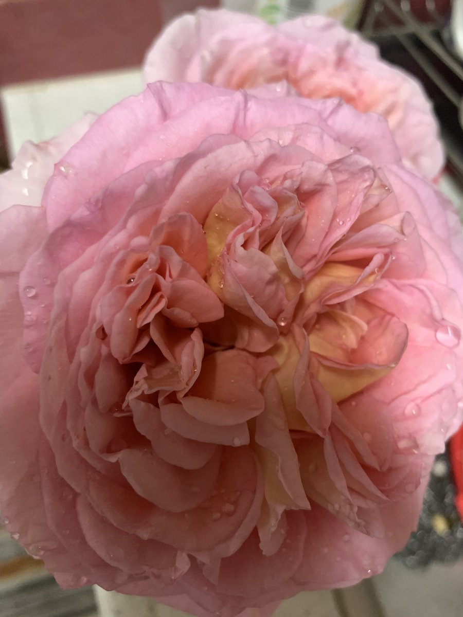 pyoru0528star's tweet photo. いい香りの薔薇の横で、いつもひっつきもっつきで��ている愛犬と娘😬

#薔薇
#シーズー大好き
#シーズー可愛い
＃うちの愛犬 https://t.co/O6piJQzNUZ