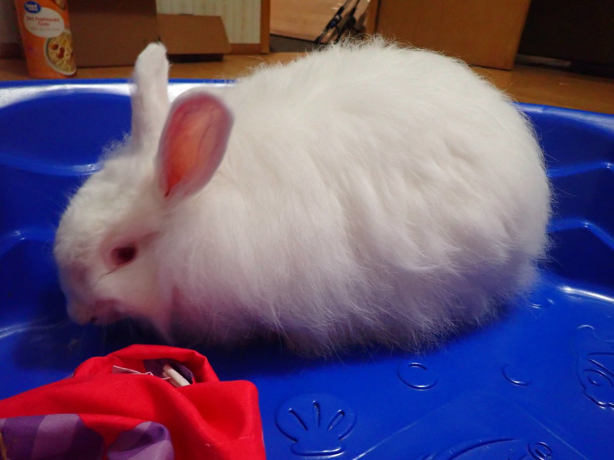 StarMossAcres's tweet photo. This is Cloud. One of our French Angora Does. #rabbitry #wool #angora #angorawool #frenchangora #rabbits #bunny #bunnies #farm #homesteading https://t.co/DF3gO0c0Qh