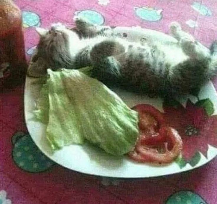 zoeznn's tweet photo. 🍏 Hilo de la dieta que me ayudo a perder 4 kg en 1 semana https://t.co/7Zyz5w2FNV