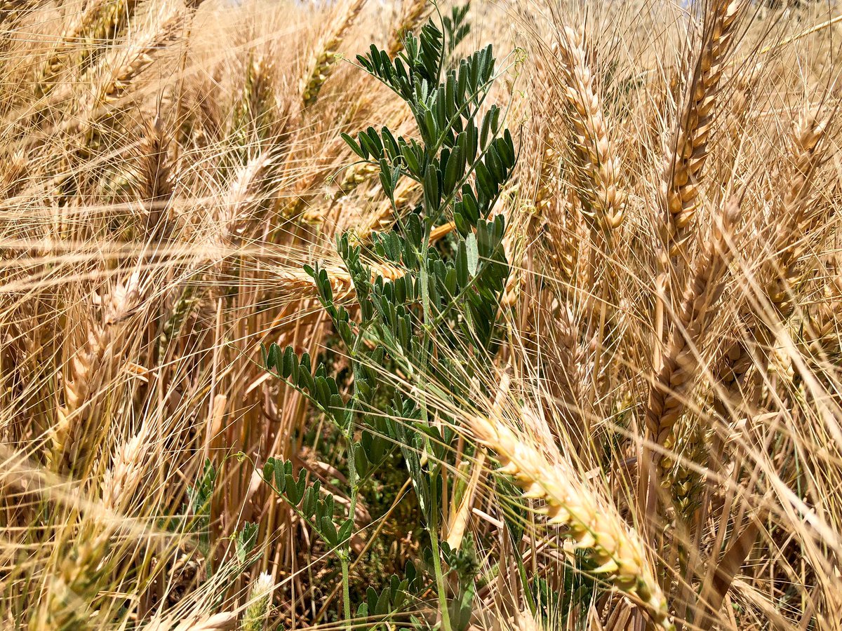 Muestreo de biomasa de vicia en trigo. Cueramaro, Guanajuato, Méx

Cultivos de servicio para México

#CultivosdeServicio #Mexico