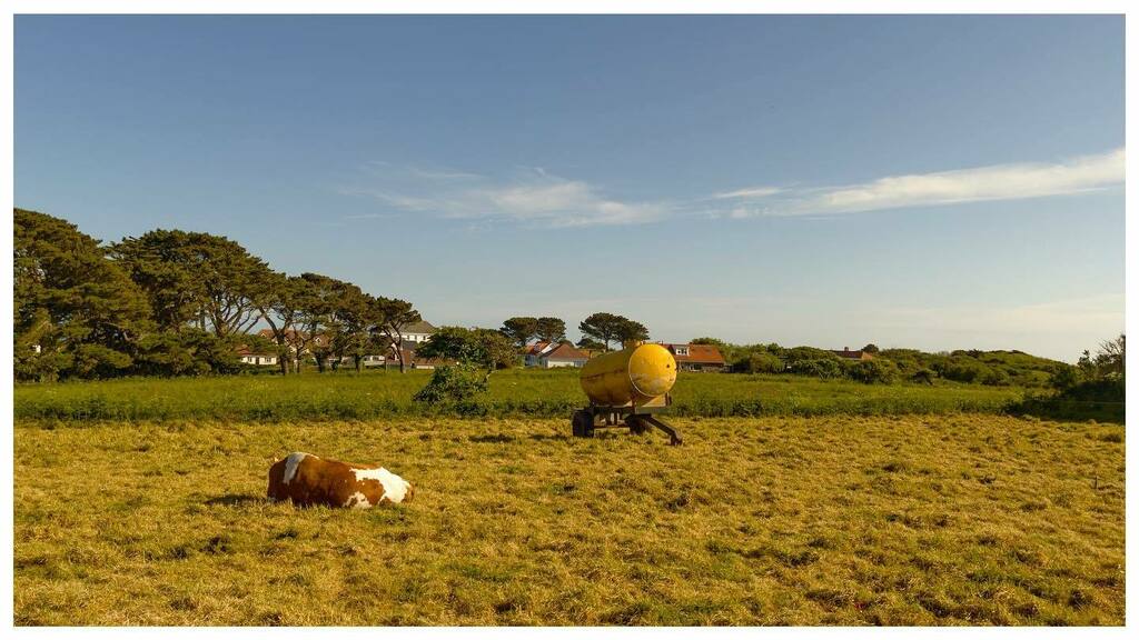 Nice sheep #sheep instagr.am/p/Cdgz_ojL3Bg/