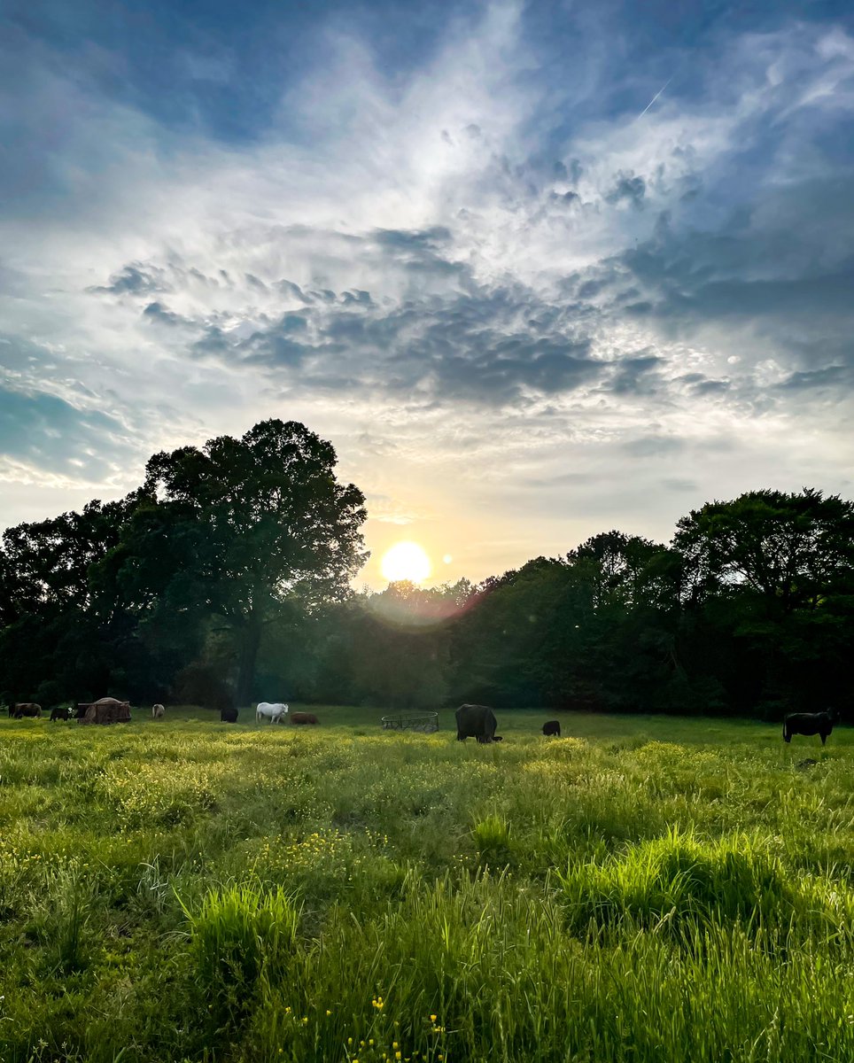 Laura McCurdy Anglin (@lauracmccurdy) on Twitter photo 