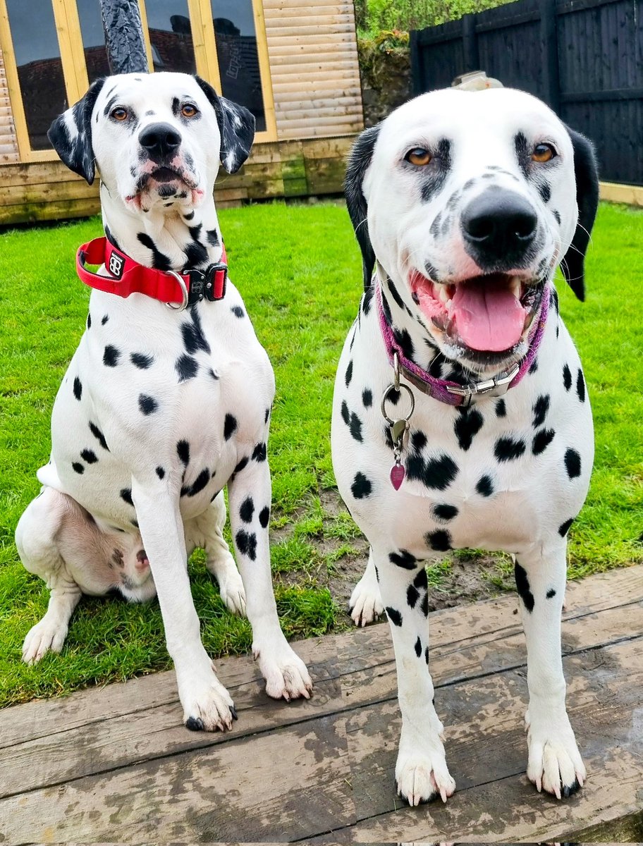 dally_greyson's tweet photo. Double Trouble

#dogsoftwitter #twitterdogcommunity #dogswhotweet #brotherandsister #doubletrouble #dalmatian https://t.co/Ts9aiId1FH