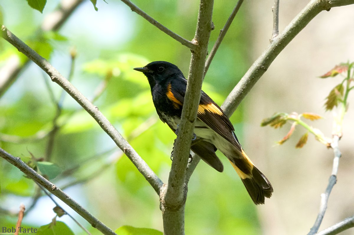 American Redstart at Seidman Park today. The birds have been very good at hiding behind branches this spring. (West Michigan)