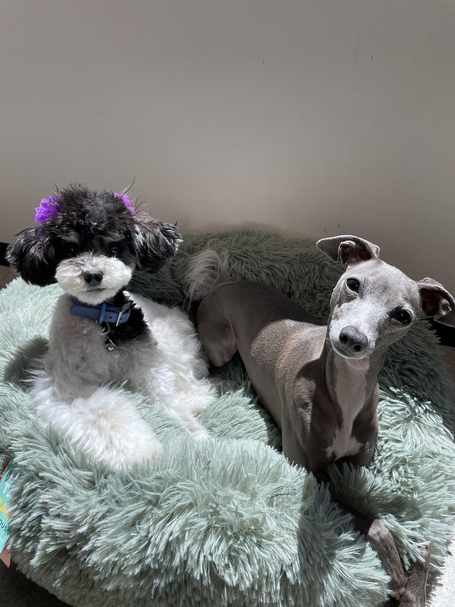 To make your timeline a little less grim right now 

Hi from Kaya and Noori