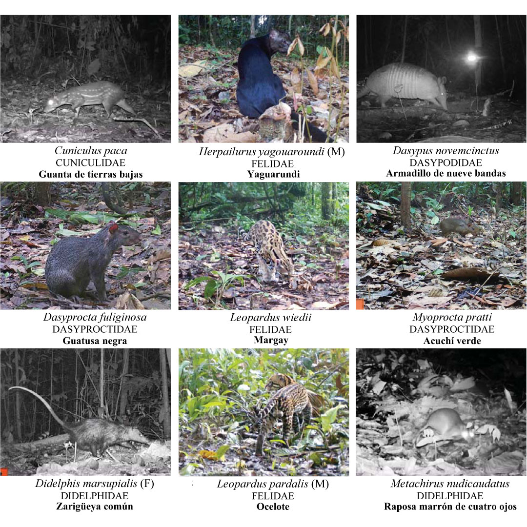 WWFEcuador's tweet photo. Quince monitores de Zancudo Cocha, con acompañamiento técnico de guardaparques de la Reserva Cuyabeno y WWF, a través de cámaras trampa, han contribuido al levantamiento de información sobre fauna silvestre. Revisa esta guía publicada por el Field Museum: https://t.co/TBsoriylp2 https://t.co/kWQcu5uaAs