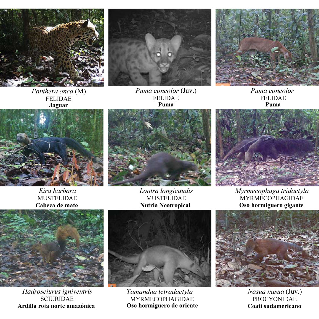 WWFEcuador's tweet photo. Quince monitores de Zancudo Cocha, con acompañamiento técnico de guardaparques de la Reserva Cuyabeno y WWF, a través de cámaras trampa, han contribuido al levantamiento de información sobre fauna silvestre. Revisa esta guía publicada por el Field Museum: https://t.co/TBsoriylp2 https://t.co/kWQcu5uaAs