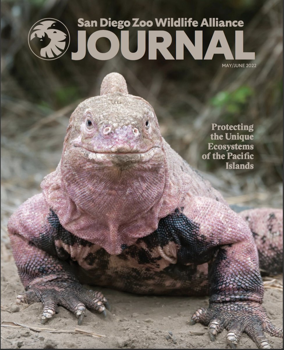 Today: YYoung pink iguanas face obstacles to survival ranging from an active volcano to feral cats. Join hosts me &amp; @ZoologyRick to learn about this critically endangered species, and how tech is improving strategies to save them. <a href="/iHeartMedia/">iHeartMedia</a> <a href="/sandiegozoo/">San Diego Zoo Wildlife Alliance</a> #wildlifephotography