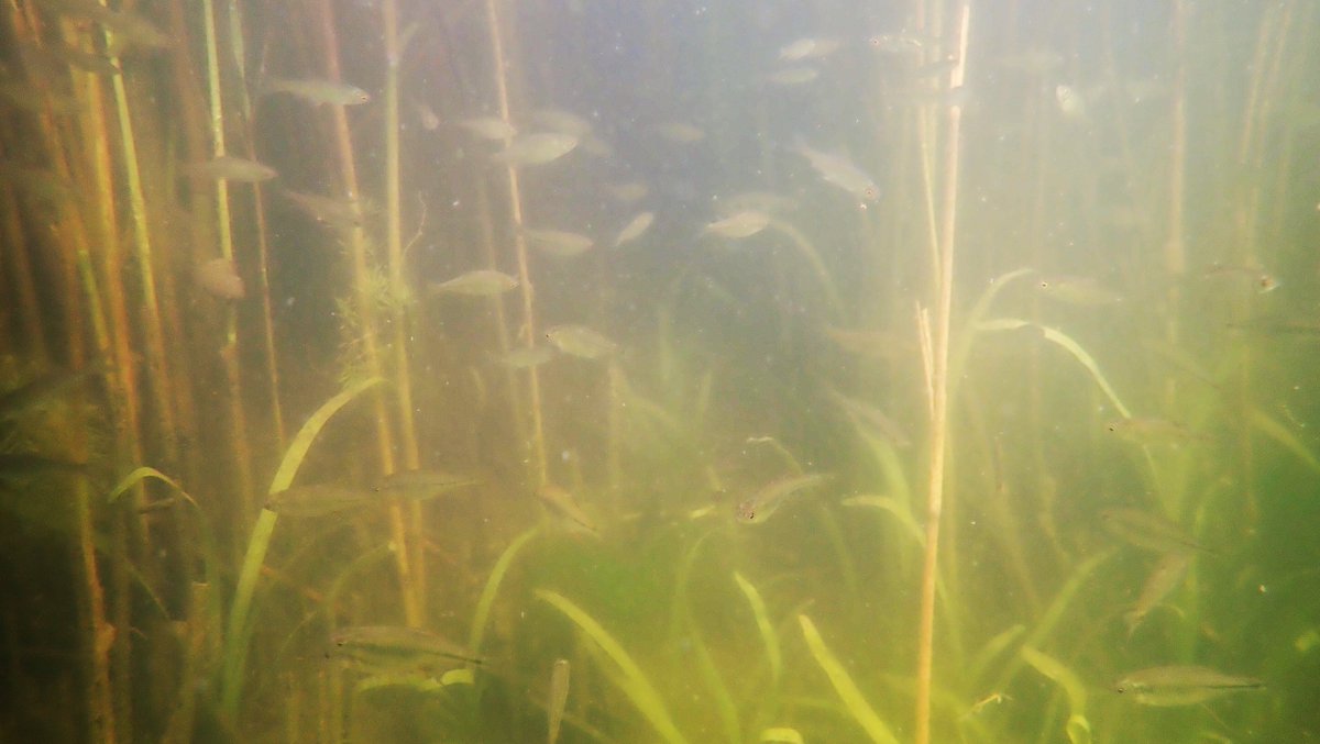numenini's tweet photo. Visibility in Burwell Lode at Upware today disappointingly poor, but phenomenal density of Bitterlings getting ready to breed. Also lots Roach &amp; a few Perch, Rudd &amp; Pike visible through the green murk. #MySwim #Upware #Chalkstreams #fens #fenland #thefens #Cambridgeshire 1/3 https://t.co/2FUtEQPvpG