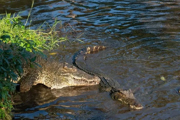 Nos llegan informaciones de la Ciénaga de Zapata que ya se trasladaron los 2 cocodrilos🐊 del Micro Zoológico de Cumanayagua. Aquí estarán claramente en su hábitad y gozarán de mucho más espacio como el que todo ser vivo merece.
#NoAlCautiverio 
#NoMasZoo