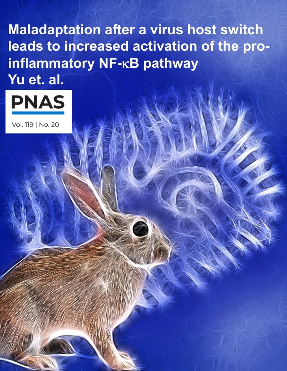 RothenburgLab's tweet photo. 1/7 Excited to share "Maladaptation after a virus host switch leads to increased activation of the pro-inflammatory NF-κB pathway" https://t.co/11Xca0B0uV led by my former graduate student @YuHuibin who created awesome cover suggestion. #poxvirus #PoxRocks https://t.co/rNYbzbGUc4