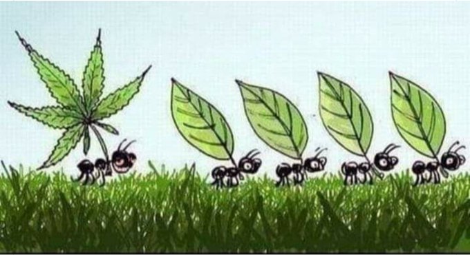 fumeimuito's tweet image. Toda familia tem 1