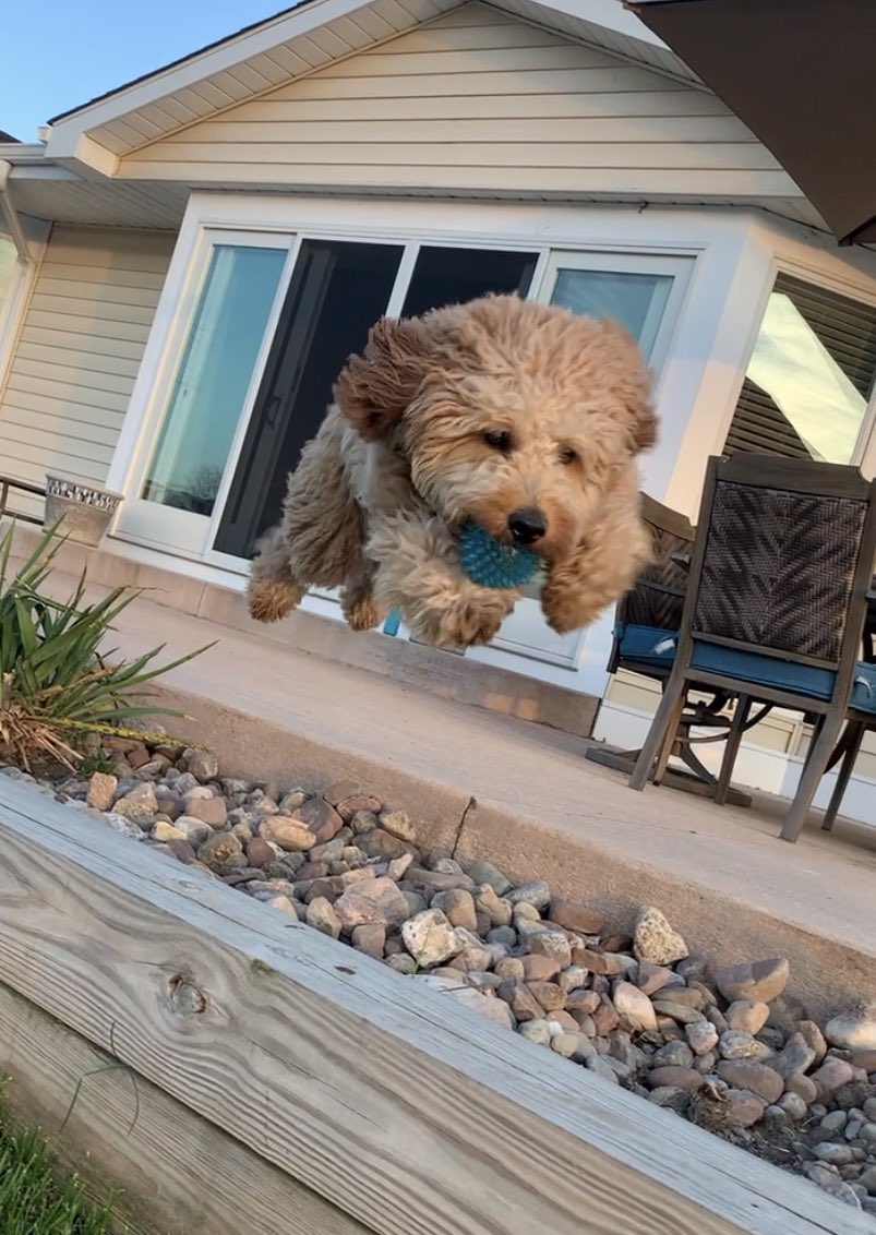 Air Gordon…. Definitely #Orvis worthy! coverdog.orvis.com/entrants/gordo…