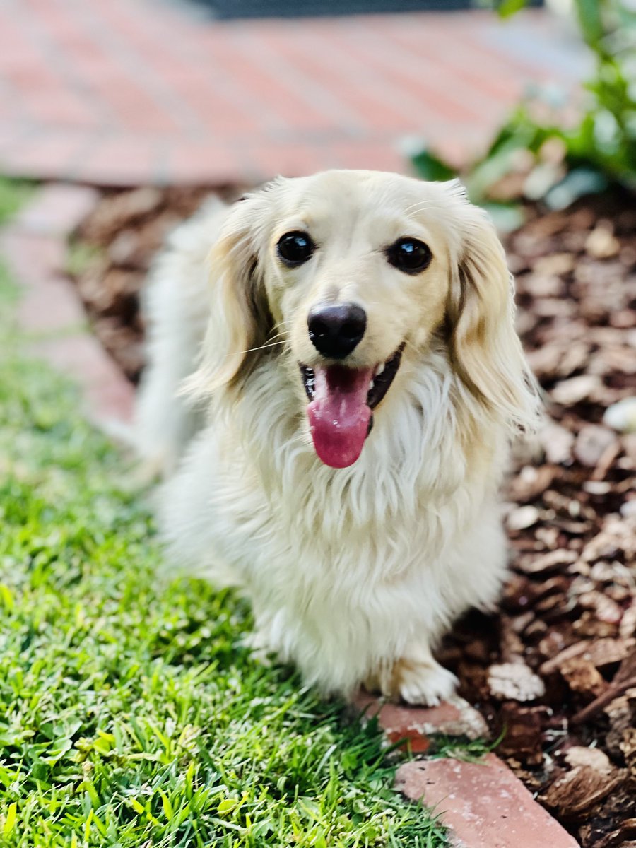 TerrorTitus's tweet photo. I am a happy dog who had a good day. Hope you did too!
#dogsoftwitter #dachshund #dachshunds https://t.co/3EWMR3F7Hn