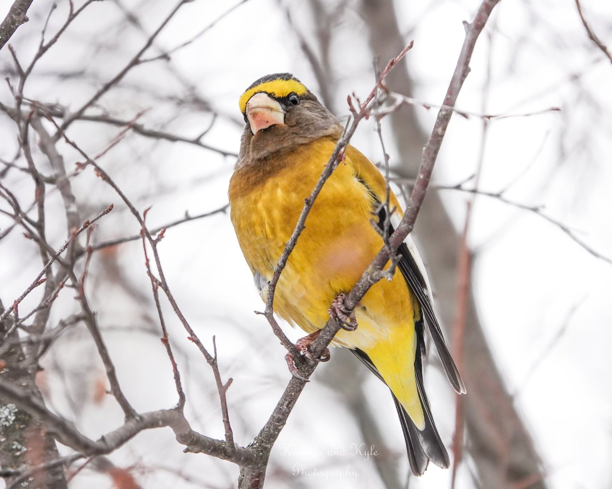KamalaKyle's tweet photo. Another fine example of Alberta’s birds of paradise, the Evening Grosbeak, one evening in 2021, Calgary AB.
#grosbeak #eveninggrosbeak #grosbeaks #calgarybirds #birdsofyyc #yycbirds #calgarywildlife #calgaryanimals #yycwildlife #yycadventures #calgaryadventures #yycoutdoors https://t.co/DdNozpQuyJ