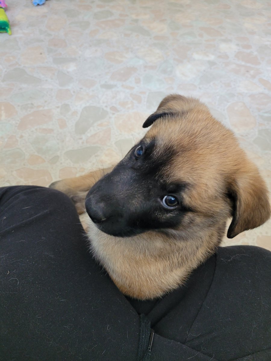 AJVilleneuve's tweet photo. Marishka &amp; Kielbasa #KyivPuppies #Posing #LittleModels https://t.co/Daw3bL2M2y