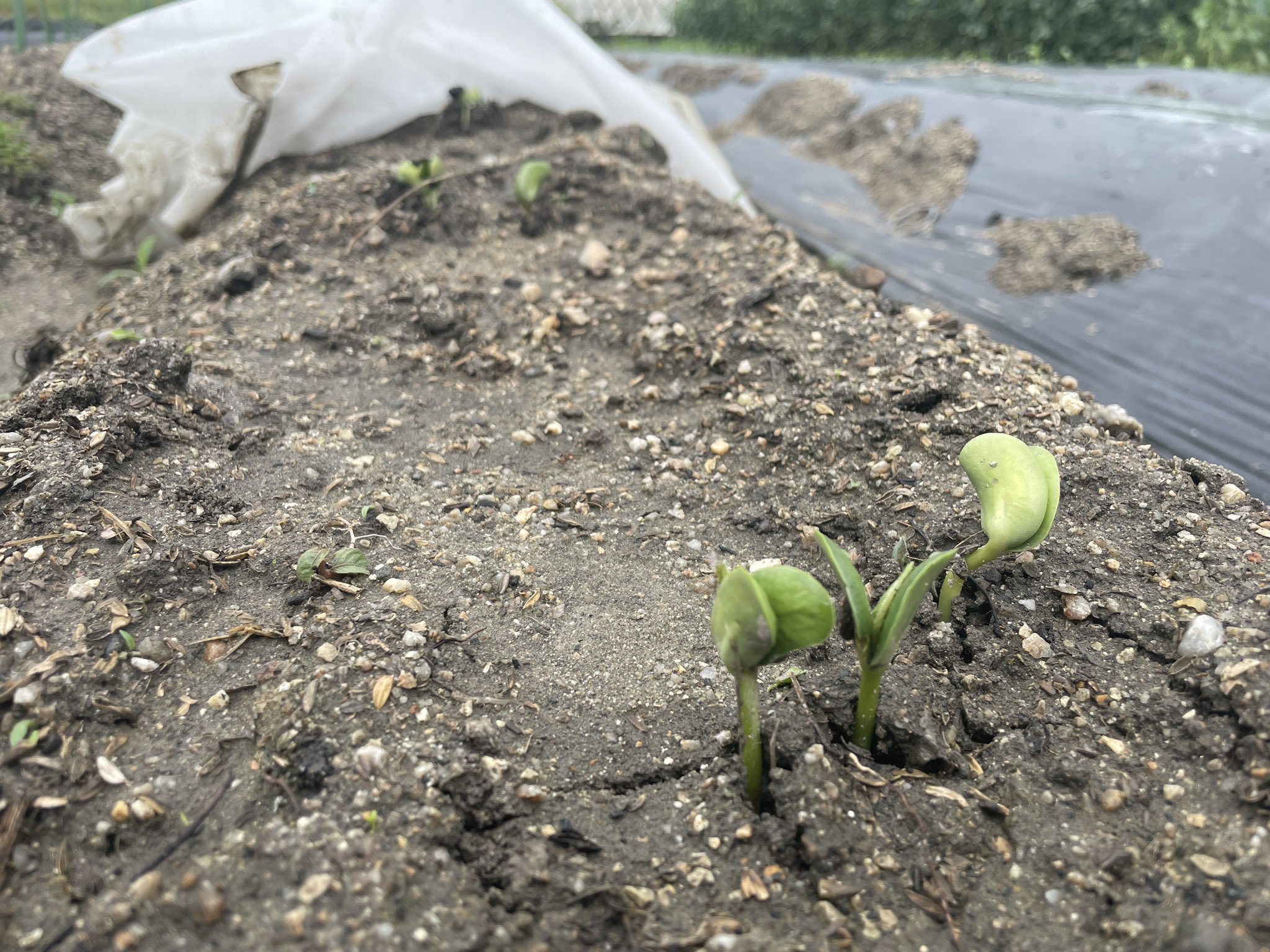 تويتر にゃーご 3姉妹父 夢は50歳で脱サラ農家 على تويتر 芽でたー 植え付けから7日 食べられるまで残りあと日 枝豆 週一更新 T Co K8xazilsxs