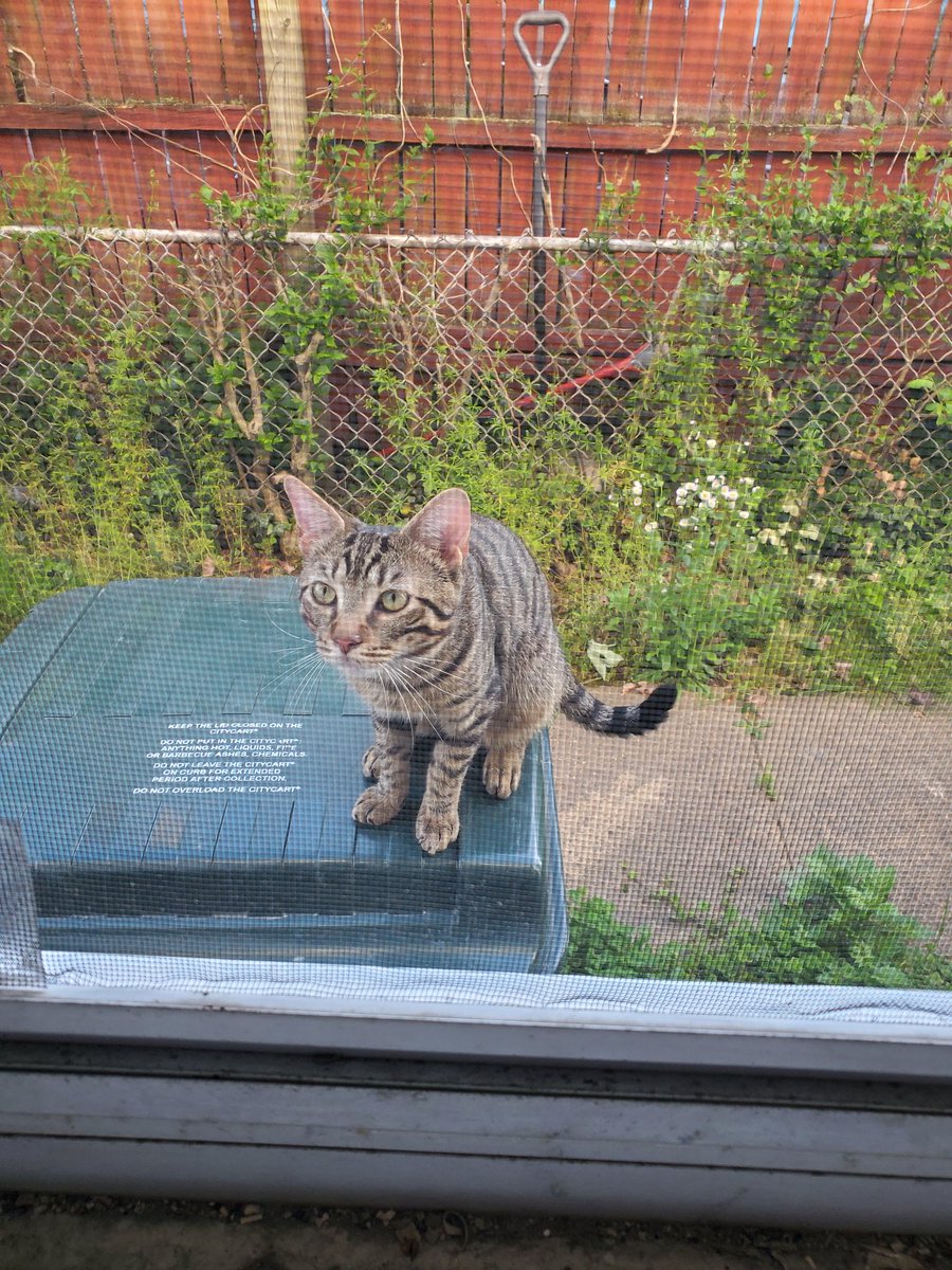 Jordamus_Prime's tweet photo. Okay #Philly I need someone to adopt Jeff, he has been living in my yard for a week and I can't bring him in myself. He's breaking my heart, he's so sweet and just wants to come in and get some love. #PhillyCats #AdoptThisCat https://t.co/2sOYfo9NHw