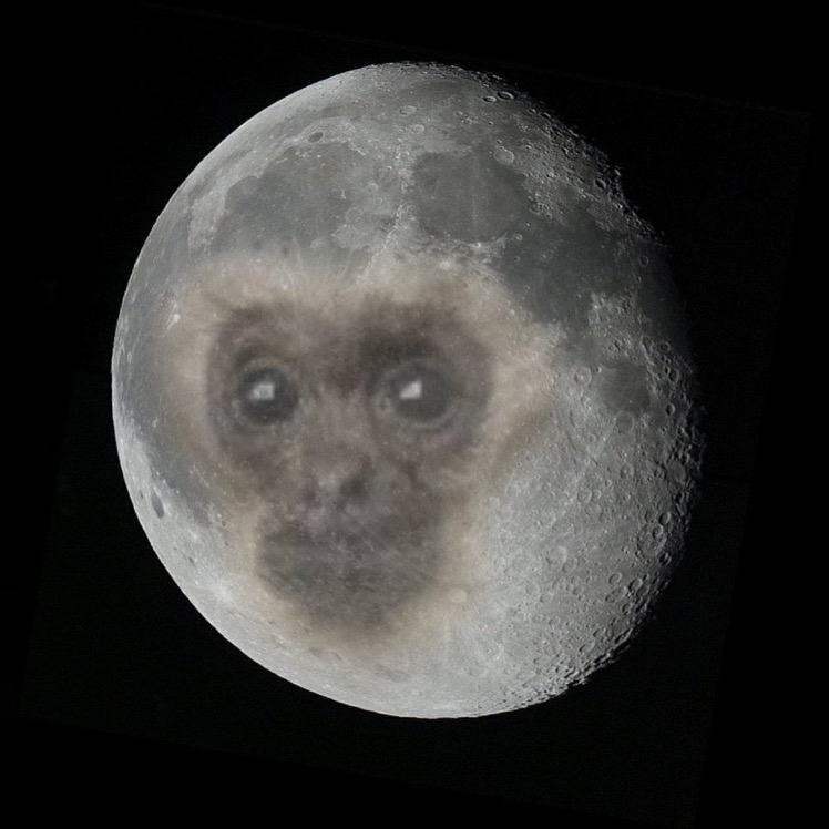 gibbonposting tweet picture