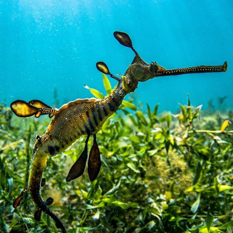 An underwater photo of a weedy seadragon swimming.