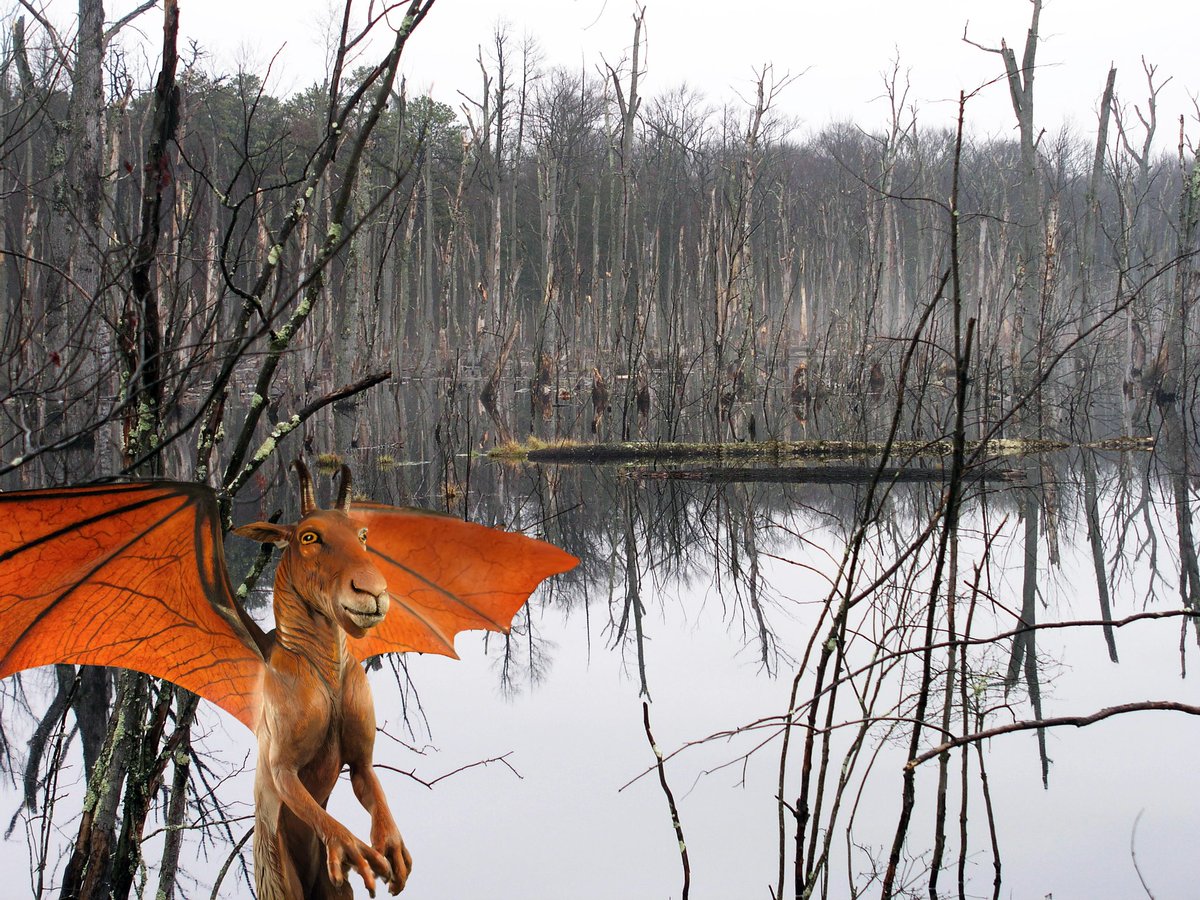 nj_pinelands's tweet photo. Happy Friday the 13th from the 13th Child.
#njpinelands #jerseydevil #13thchild #pinebarrens https://t.co/5xFZllmRdh