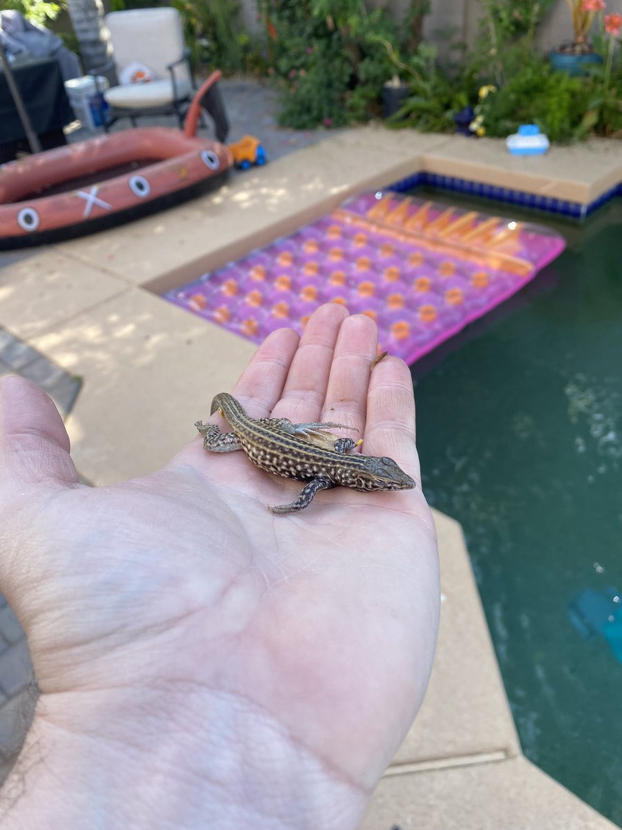 mrsawyerscience's tweet photo. I rescued this guy out of my pool’s skimmer just now. Water logged and cold. https://t.co/zL3babz9lg