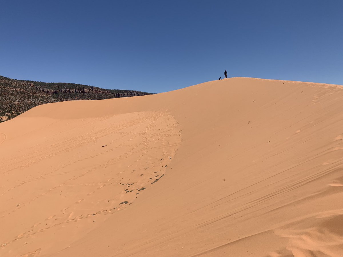 Running up and down sand dunes to end the #PS9605 field school 😮‍💨 These are parabolic dunes found in the Coral Pink Sand Dunes State Park near the Arizona/Utah border. What a fun way to end an amazing field school experience!